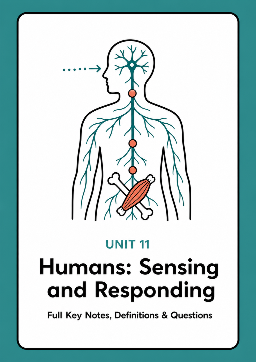Unit 11 - Humans - Sensing and Responding
